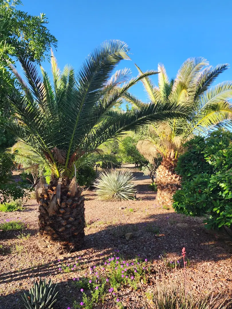 Saint Paisius Orthodox Monastery, Safford, AZ — photo 14 of 18