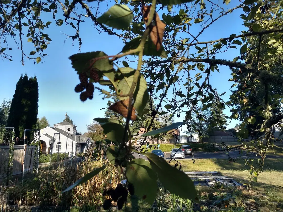St. Paul Orthodox Church, Brier, WA — photo 14 of 18